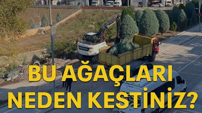 Bu ağaçları neden kestiniz?